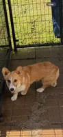 CC-4 Red Male Corgi, a male Pembroke Welsh Corgi for sale in Paw Paw, MI – 1 of 2