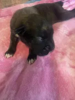 BB2- Dark Brindle female, a female Boxer for sale in Paw Paw, MI – 2 of 2