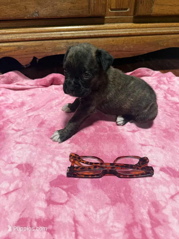 BB1- Male Dark Brindle  – Boxer puppy for sale in Paw Paw, MI