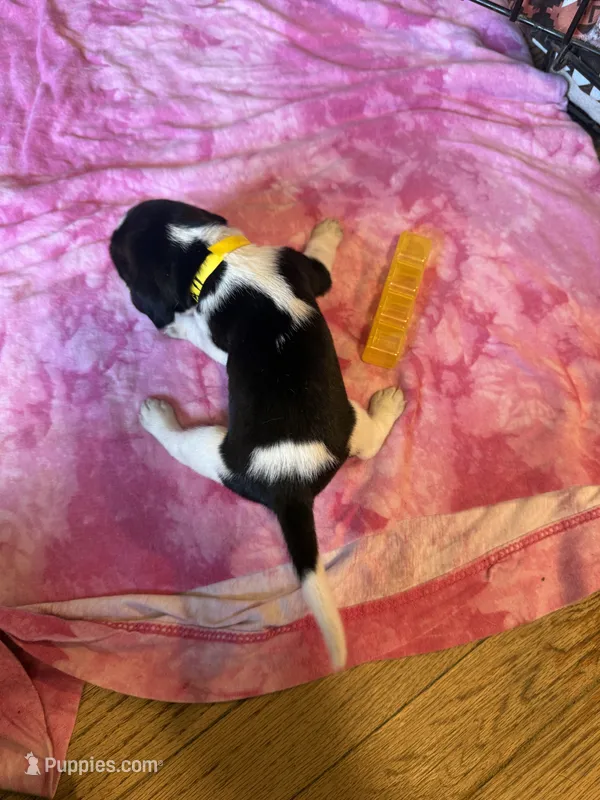 BB2-Tri female  – Beagle puppy for sale in Paw Paw, MI
