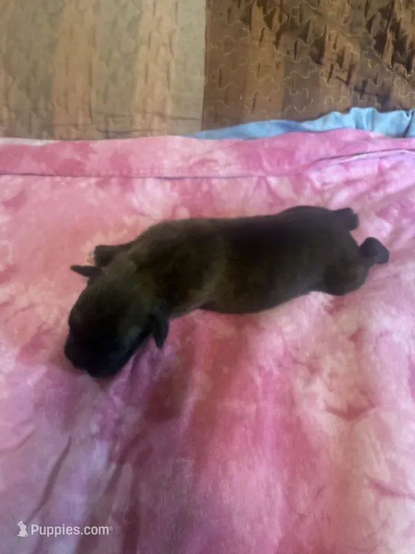 BB2- Dark Brindle female – Boxer puppy for sale in Paw Paw, MI