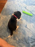 PB1-tri male, a female Beagle for sale in Paw Paw, MI – 2 of 2