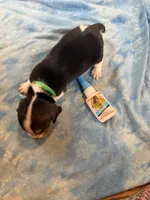 PLB5-Tri Male, a male Beagle for sale in Paw Paw, MI – 2 of 2