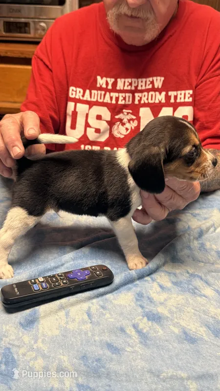 LB3-Tri Male – Beagle puppy for sale in Paw Paw, MI