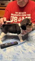 LB3-Tri Male, a male Beagle for sale in Paw Paw, MI – 1 of 2