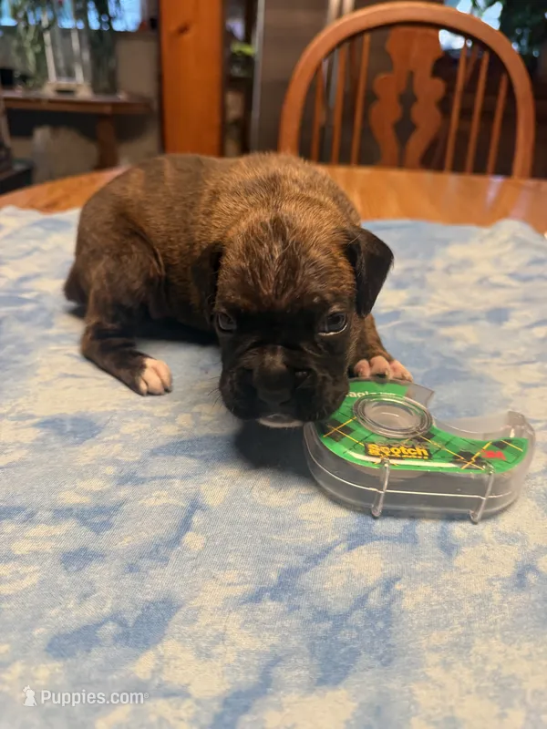BB3- Dark Brindle Male – Boxer puppy for sale in Paw Paw, MI
