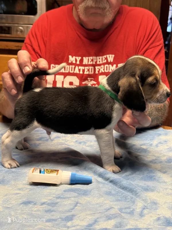 PLB5-Tri Male – Beagle puppy for sale in Paw Paw, MI