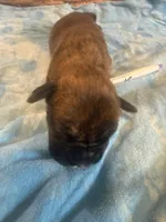 BB4- Dark Brindle Male, a male Boxer for sale in Paw Paw, MI – 2 of 2