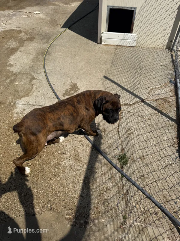 Bree boxer – Boxer puppy for sale in Paw Paw, MI