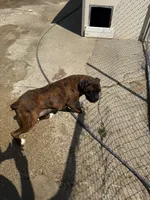 Bree boxer, a female Boxer for sale in Paw Paw, MI – 1 of 3