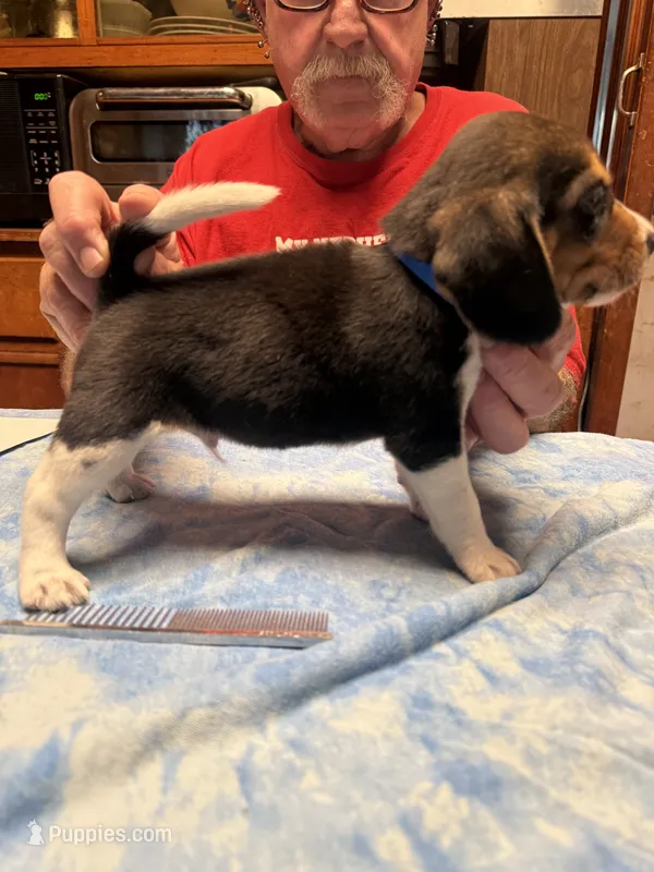 LB1-Tri male  – Beagle puppy for sale in Paw Paw, MI