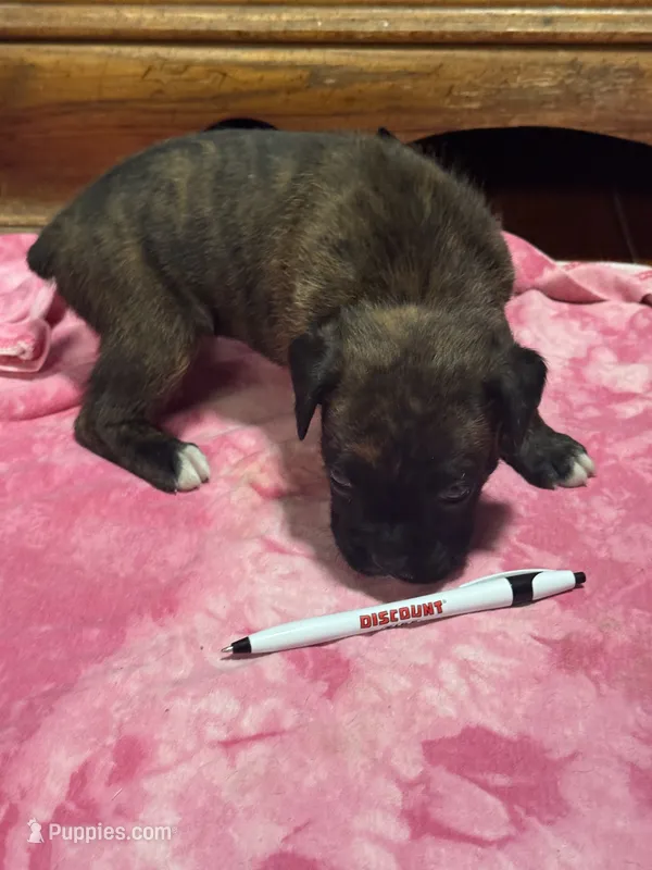 BB2- Dark Brindle female – Boxer puppy for sale in Paw Paw, MI