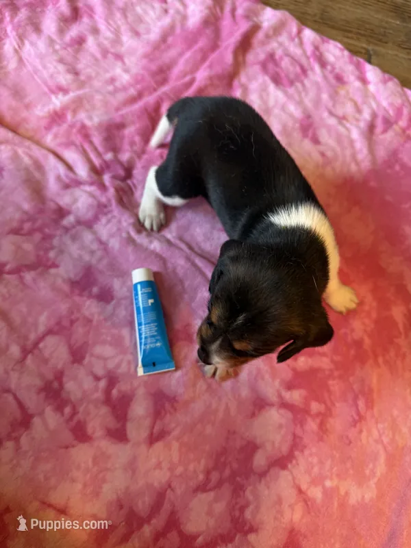 BB1-Female Tri – Beagle puppy for sale in Paw Paw, MI