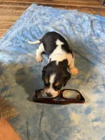 LB4- Tri Male, a male Beagle for sale in Paw Paw, MI – 2 of 2