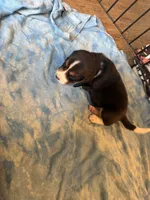 LB1-Tri male , a male Beagle for sale in Paw Paw, MI – 2 of 2