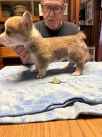 WC-3 red male corgi, a male Pembroke Welsh Corgi for sale in Paw Paw, MI – Photo 1 of 2