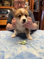 WC-3 red male corgi, a male Pembroke Welsh Corgi for sale in Paw Paw, MI – Photo 2 of 2