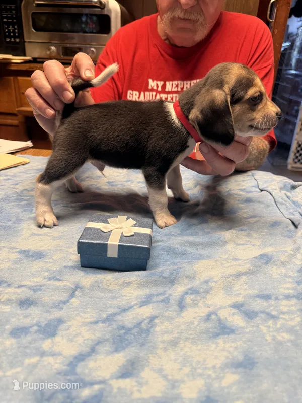 PB2-Tri Male – Beagle puppy for sale in Paw Paw, MI
