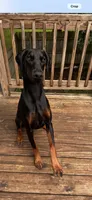 Snickers, a female Doberman Pinscher for sale in Paw Paw, MI – 2 of 2