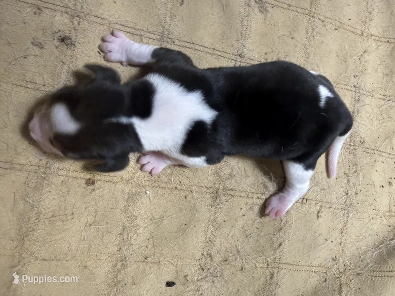 BB5- Male Beagle – Beagle puppy for sale in Paw Paw, MI