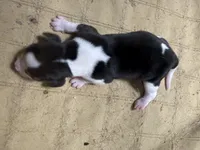 BB5- Male Beagle, a male Beagle for sale in Paw Paw, MI – 1 of 1