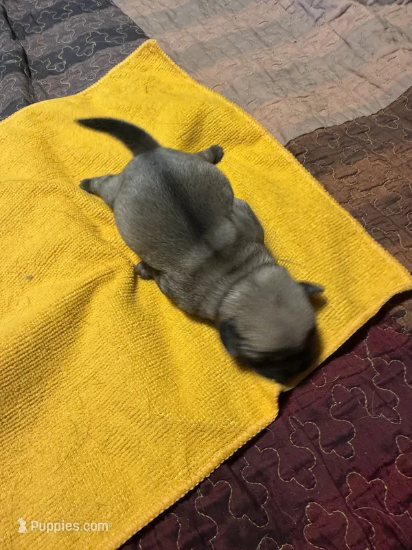 EP2- pug – Pug puppy for sale in Paw Paw, MI