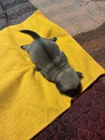 EP2- pug, a female Pug for sale in Paw Paw, MI – 1 of 1