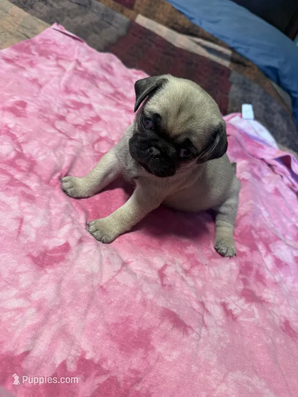 EP2- pug – Pug puppy for sale in Paw Paw, MI