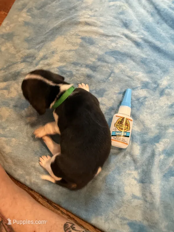 PLB5-Tri Male – Beagle puppy for sale in Paw Paw, MI