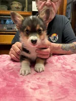 WC1Tri Female Corg, a female Pembroke Welsh Corgi for sale in Paw Paw, MI – Photo 2 of 2