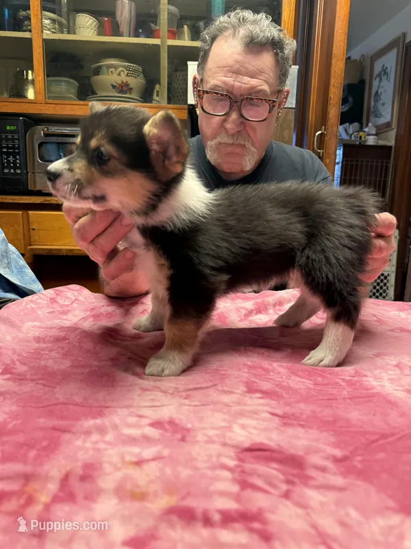 WC1Tri Female Corg – Pembroke Welsh Corgi puppy for sale in Paw Paw, MI
