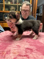 WC1Tri Female Corg, a female Pembroke Welsh Corgi for sale in Paw Paw, MI – Photo 1 of 2