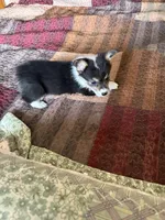 WC1Tri Female Corg, a female Pembroke Welsh Corgi for sale in Paw Paw, MI – Photo 2 of 3