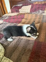 WC1Tri Female Corg, a female Pembroke Welsh Corgi for sale in Paw Paw, MI – Photo 3 of 3