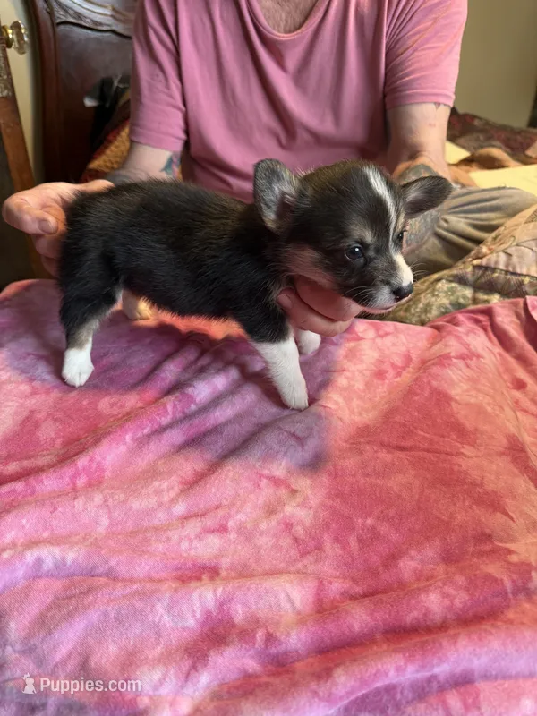 CC-5 Tri Female Corg