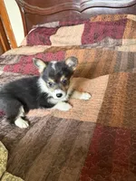 WC1Tri Female Corg, a female Pembroke Welsh Corgi for sale in Paw Paw, MI – Photo 1 of 3