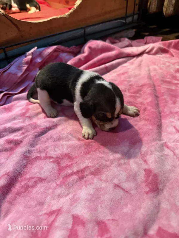 PLB1-Tri Female  – Beagle puppy for sale in Paw Paw, MI