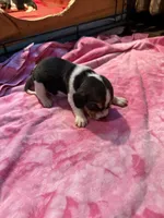 PLB1-Tri Female , a female Beagle for sale in Paw Paw, MI – 1 of 1