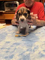 PB3-Tri male, a male Beagle for sale in Paw Paw, MI – 2 of 2