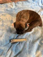 BB3- Dark Brindle Male, a male Boxer for sale in Paw Paw, MI – 2 of 2