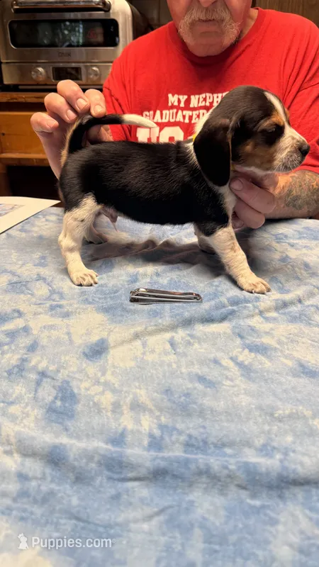 BB4-Tri Male – Beagle puppy for sale in Paw Paw, MI