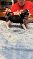 BB4-Tri Male, a male Beagle for sale in Paw Paw, MI – 1 of 2