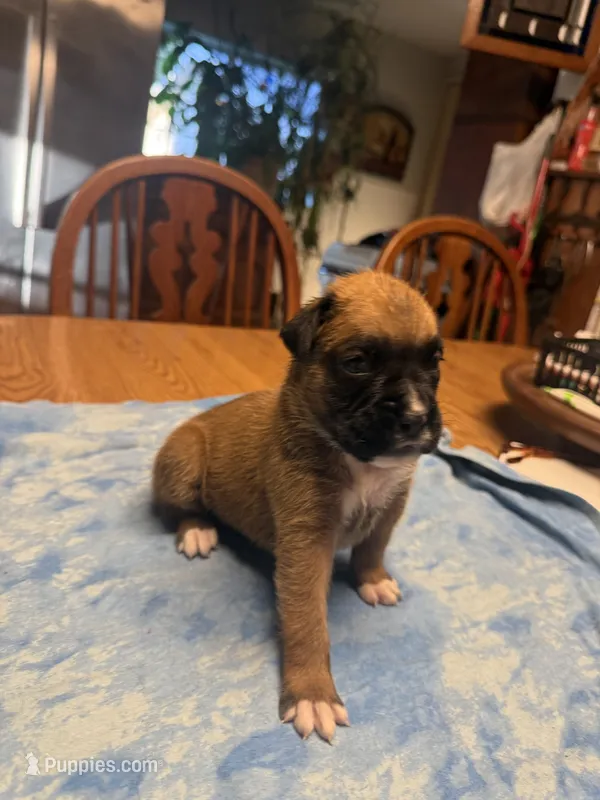 BB5 – Boxer puppy for sale in Paw Paw, MI