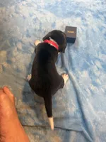 PB2-Tri Male, a male Beagle for sale in Paw Paw, MI – 2 of 2