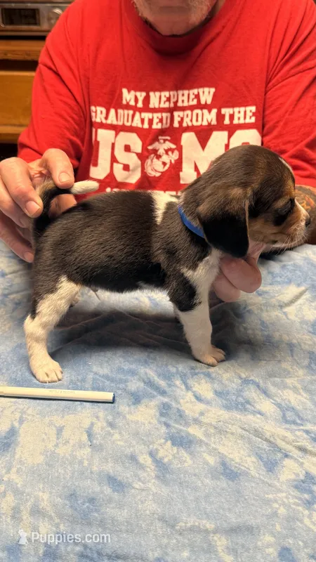 LB2-Tri Male – Beagle puppy for sale in Paw Paw, MI