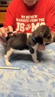 LB2-Tri Male, a male Beagle for sale in Paw Paw, MI – 1 of 2