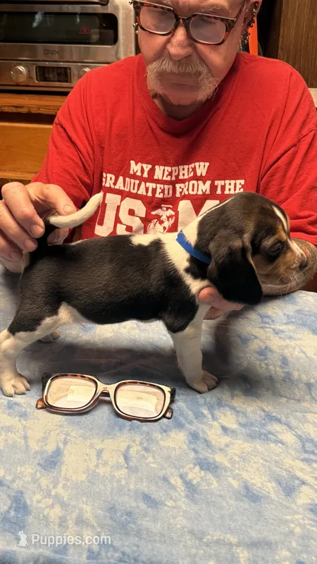 LB4- Tri Male – Beagle puppy for sale in Paw Paw, MI