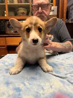 CC-4 Red Male Corgi, a male Pembroke Welsh Corgi for sale in Paw Paw, MI – Photo 2 of 2