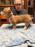 CC-4 Red Male Corgi, a male Pembroke Welsh Corgi for sale in Paw Paw, MI – Photo 1 of 2
