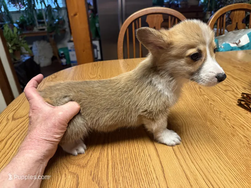 CC-4 Red Male Corgi